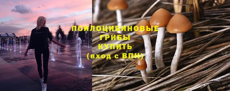 Галлюциногенные грибы Psilocybine cubensis  kraken tor  Будённовск 